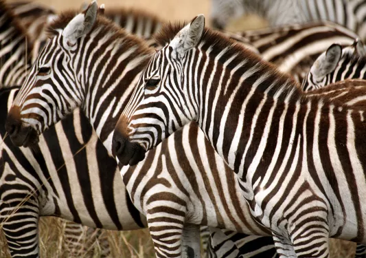 Zebras 