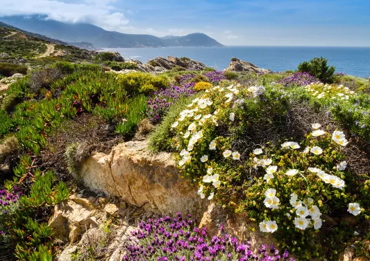 Close-up shot of white and purple flowers, ocean and cliffs in background.