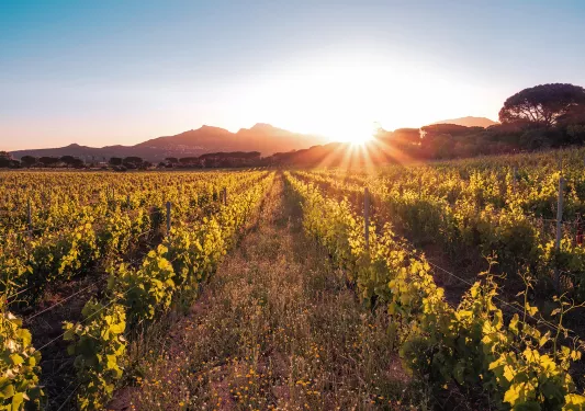 Vineyard during sunset.