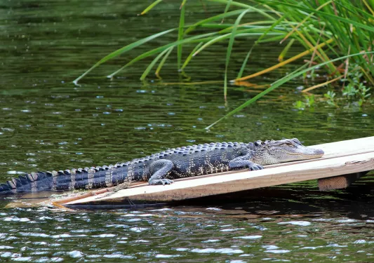 Close-up of alligator on small wooden deck.