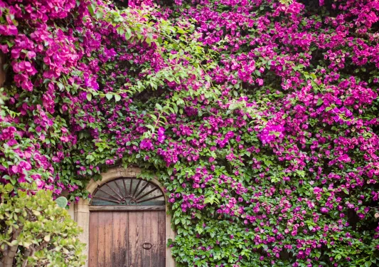 House-front shot, wooden door, array of purple flowers.