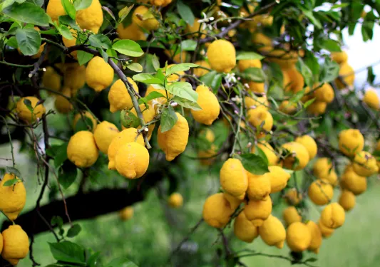 Shot of lemon tree, lemons.