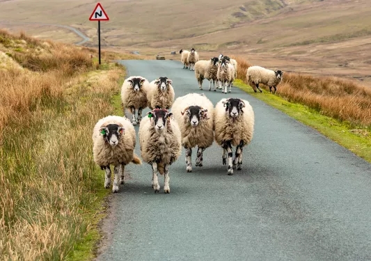 Sheep Herd Road Scotland