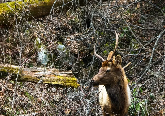 Close-up shot of a Roosevelt Elk.