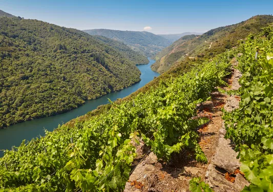 POV shot on hillside vineyard, looking towards river valley.