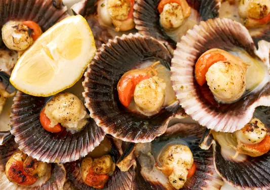 Close-up shot of cooked scallops in half-shell.