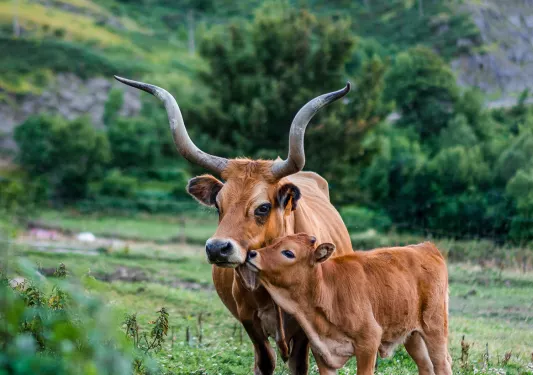 Two cows in meadow, on baby, one adult.