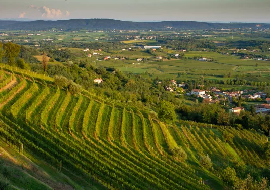 Terraced vineyards on grassy hills.