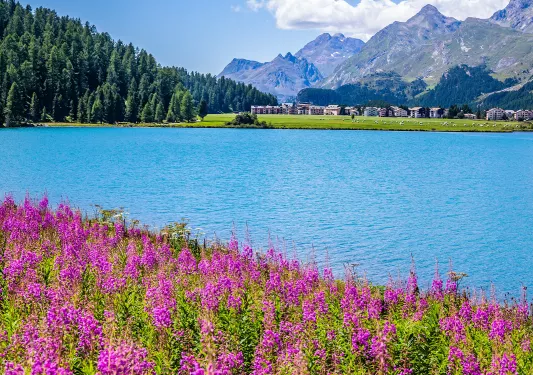 View of Sils-Maria with its beautiful pink flowers.