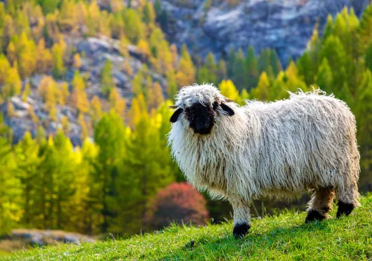 Long haired sheep standing on a green grassy hill