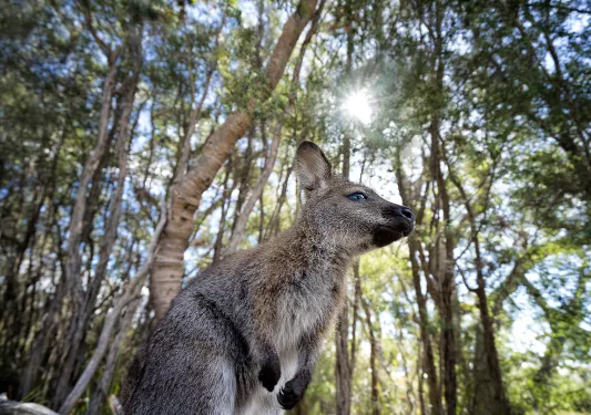 Freycinet National Park, Coles Bay, Tasmania.