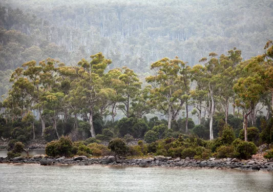 Views of Lake St Clair and native forest along the banks, seen in rain and fog. Lake St Clair is a natural freshwater lake located in the Central Highlands area of Tasmania, Australia.