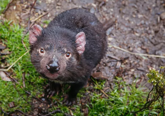 Closeup of a Tasmanian Devil in Cradle Mountain, Tasmania, Australia.