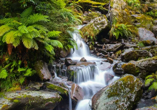 Waterfall Long Exposure image in Lush Temperate Rainforest on the West Coast of Tasmania.