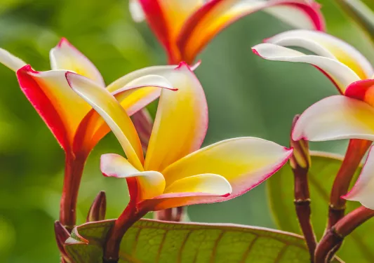 Pink, yellow and white tropical flowers in Tahiti