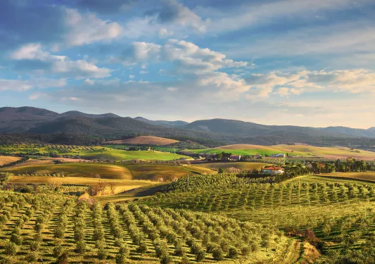 Wide shot of hilly vineland during sunset.