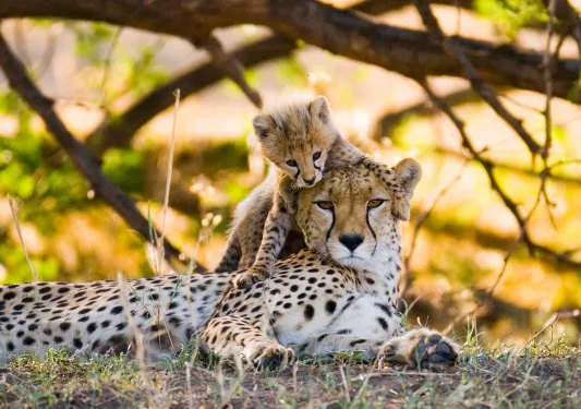 Mother cheetah and her cub in the savannah. Kenya. Tanzania. Africa. National Park. Serengeti. Maasai Mara. An excellent illustration