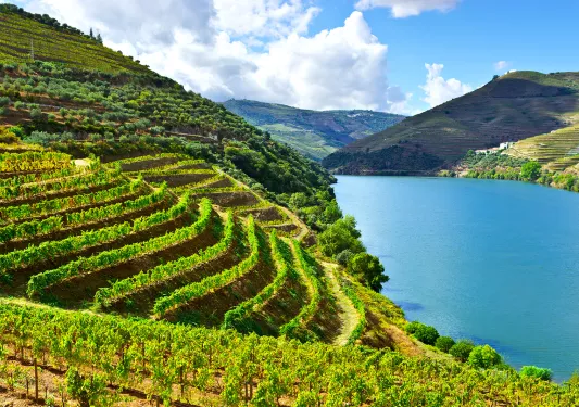 Shot of verdant hillside grapevines, river running through.