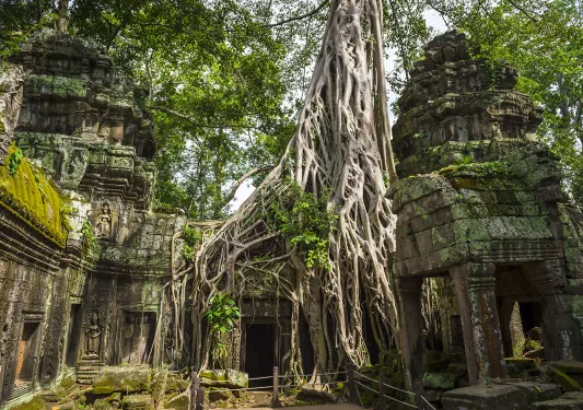 Ground shot of interior of Ta Prohm Temple, overgrowth covering it.