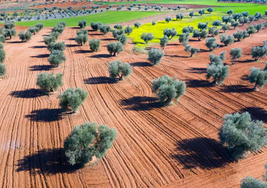 Bird's eye shot of olive grove.