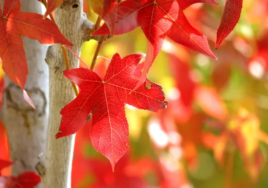Close-up of red-leaved tree.