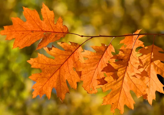 Close-up shot of autumn oak leaves.
