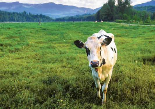 Shot of large field, cow looking at camera.