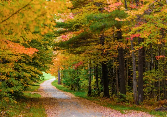 Shot of autumnal, leafy road.
