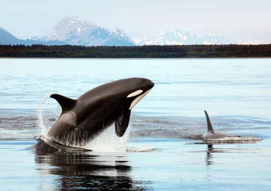 Two orcas in lake, one breaching.
