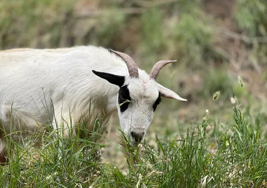 Close-up of a grazing goat. 