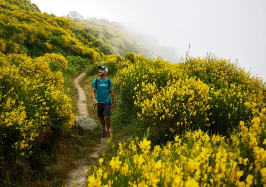Guest hiking down coastal trail, yellow flower bushes all around.