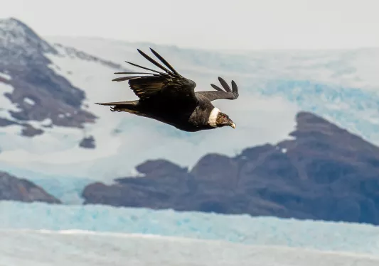Shot of flying Andean Condor.