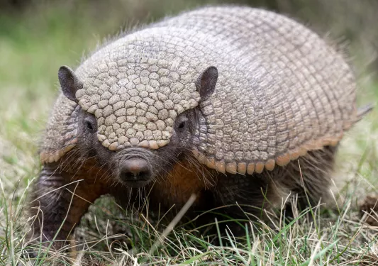 Close-up of armadillo.