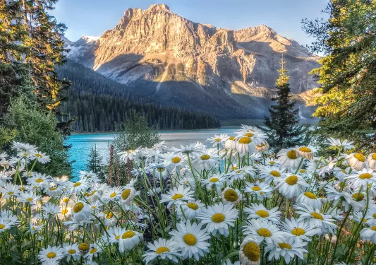 Wide shot of sunlit mountain, blue lake, Shasta Daisies.