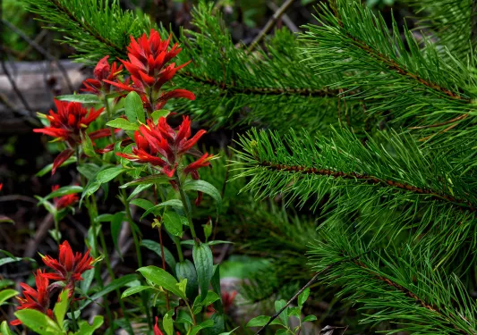 Close-up of red Indian Paintbrush flower.