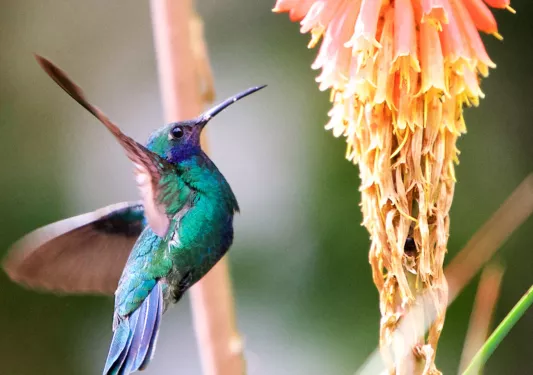 Hummingbird Columbia