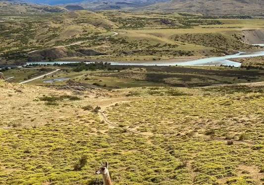 Wide shot of grassy meadow, llamas, river, clouds, mountains. 