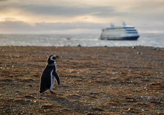 Shot of beach, single penguin, large cruise ship in distance.