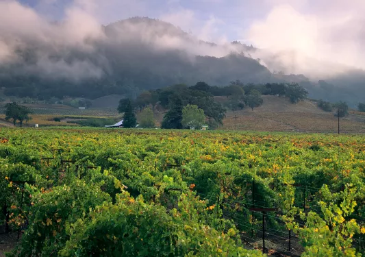 Shot of vineyard, foggy hilltop in distance.
