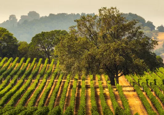 Wide shot of vineyard, large tree in center, hills in distance. 