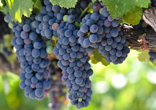 Close-up of red wine grapes.