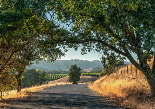 Wine-country road with low hanging trees and vineyards.
