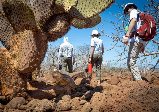 Cactus View of Hikers Ecuador 