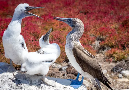 Blue Footed Boobies Ecuador