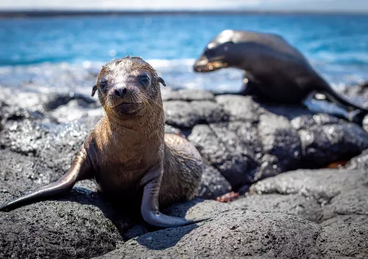 Wet Sea Lion Ecuador Coast