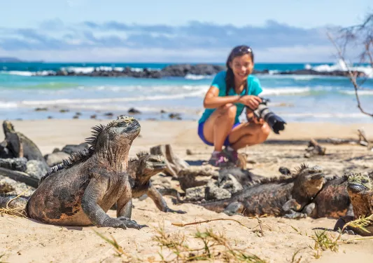 Marine Iguanas Photographed Galapagos