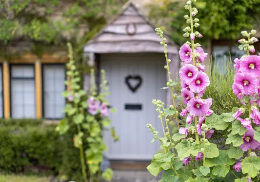 English flower garden with blooming Hollyhocks.