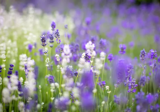 White and purple blooming lavender plants.