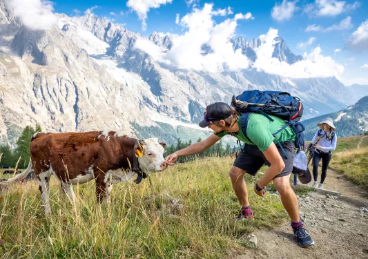 Two guests with cow, one reaching out to it, mountain in background.