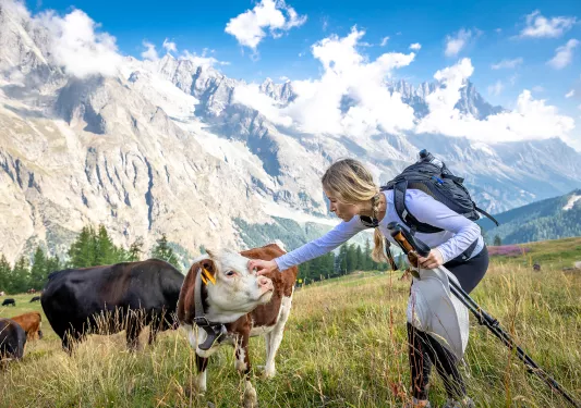 Guest petting cow, large, craggy mountain range in distance.